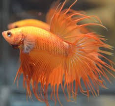 Different Color Variations Of Betta Fish Fish Care