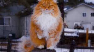 The norwegian forest cat, also called a wegie, is a breed recognized by national cat clubs. Cat Facts Norwegian Forest Cat Healthy Paws Pet Insurance
