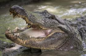 Please stop feeding Louisiana alligators: 'It's setting stage for tragedy,'  experts warn | News | nola.com