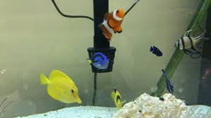 Tropical fish versus freshwater fish. Pet Stores Expect To See An Increase In Fish Sales Resembling Dory And Nemo Khqa