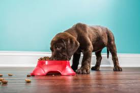 best dog food for puppies the top