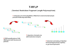 Snpsor indels can create or abolish restriction endonuclease (re) recognition sites, thus affecting quantities and length of dna fragments resulting from re digestion. Profiling Microbial Communities With T Rflp Terminal Restriction Fragment Length Polymorphism Anne Fahy Ppt Download