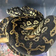 irian jaya carpet python 6 7 foot