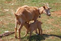 What to feed a goat that just gave birth?