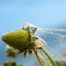 Allowing these pests to multiply during the flowering period can severely harm the yield rate of your marijuana plants. How To Get Rid Of Spider Mites On Indoor And Outdoor Plants