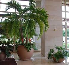 17 Types Of Indoor Palm Plants Best