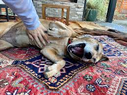 why do dogs like belly rubs how to
