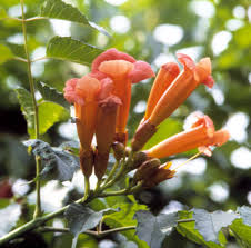 how to plant and grow trumpet vine