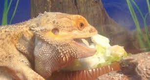 Image result for bearded dragon eating pizza