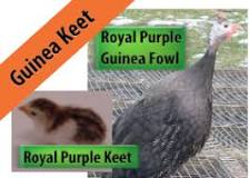 Purple Guineas