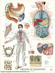 Organs Of Digestion Anatomy Chart 18 X 24