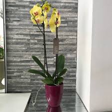 Nel linguaggio dei fiori l'orchidea ha un posto fondamentale, perché rappresenta la gioia e sancisce un patto d'amore e d'amicizia profondo e che dura nel tempo. Pianta Di Orchidea Phalaenopsis Colori Vari