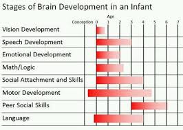 What Is The Age Duration For A Babies Brain Development