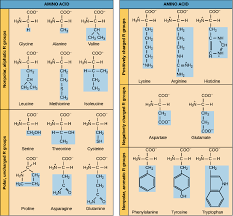 Amino Acids From The Kahn Academy Amino Acids Peptide