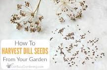 What does a dill seed look like?
