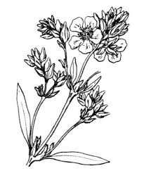 Helianthemum syriacum (Jacq.) Dum.Cours. subsp. thibaudii (Pers ...