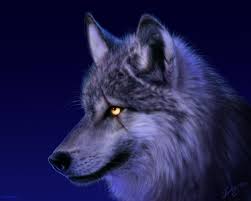 Résultat de recherche d'images pour 'loup'
