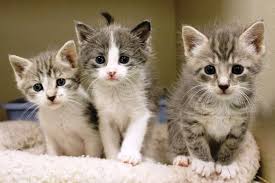 What Are The Best Kittens For Sale Near Me In The US?