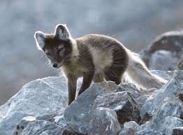 10 Incredible Arctic Fox Facts A Z
