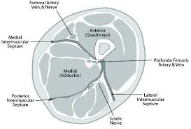 Needed strictly computed tomography anatomy not mri. Cross Sectional Anatomy Of The Thigh Demonstrating The Anterior Download Scientific Diagram