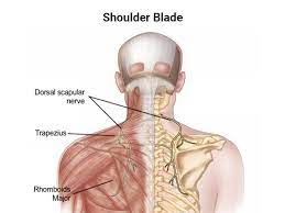 shoulder blade pain your guide to pain