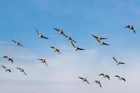 flying birds stock photos images and