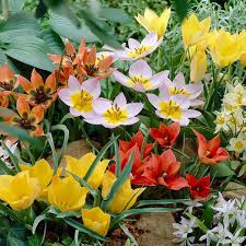 Van Zyverden Tulips Bulbs Little
