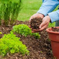 why your garden needs mulch uming