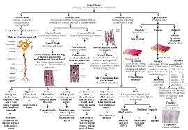 Biology Cbse Class Ix Animal Tissue Flow Chart