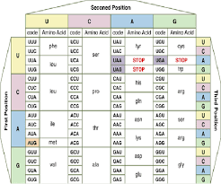 the amino acid codons table