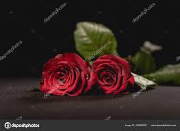 two red roses black background funeral
