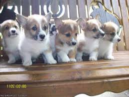 Find pembroke welsh corgi puppies and breeders in your area and helpful pembroke welsh corgi information. Corgi Puppies For Sale Austin Tx Petsidi