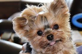 teacup yorkie everything you could