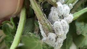 mealybugs housekeeping wonderhowto