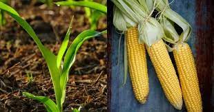 https://www.indiatimes.com/lifestyle/gardening/summer-sweet-corn-a-5-step-guide-to-growing-your-own-delicious-crop-at-home-632695.html gambar png