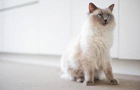 If their mother is present, you won't need to feed kittens at all—they'll know how. How Much Do Ragdoll Cats Cost Lovetoknow