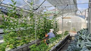 urban farming in a tropical climate