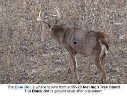 Where To Aim On Whitetail Deer