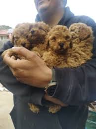 toy poodle in victoria dogs puppies
