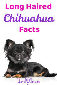 facts about long haired chihuahuas