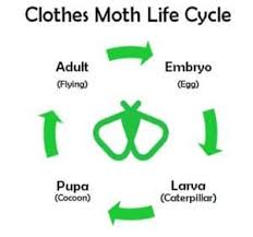life cycle of a clothes moth
