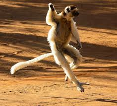 The main island, also called madagascar, is the fourth largest island in the world. Madagascar Tours Voyage Nature And Cultural Tours Madagascar Wildlife Tours Beach Holidays Dmc