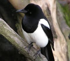 magpie s it s swooping season in