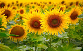 Plants of the living green elements such as trees, herbs, bushes, grasses, vines, ferns, mosses, and green algae is a welcome sight. How To Grow Sunflowers Reader S Digest Asia