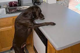 my dog from counter surfing