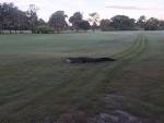 Alligators, such as this one... - Osprey Point Golf Course | Facebook