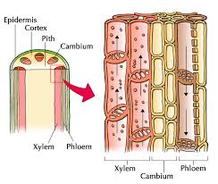 phloem tissue plant and tissues