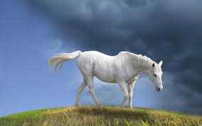 hd wallpaper for computer white horse