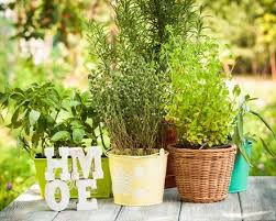 how to grow culinary herbs in the home