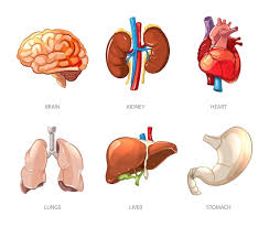 internal organs images free